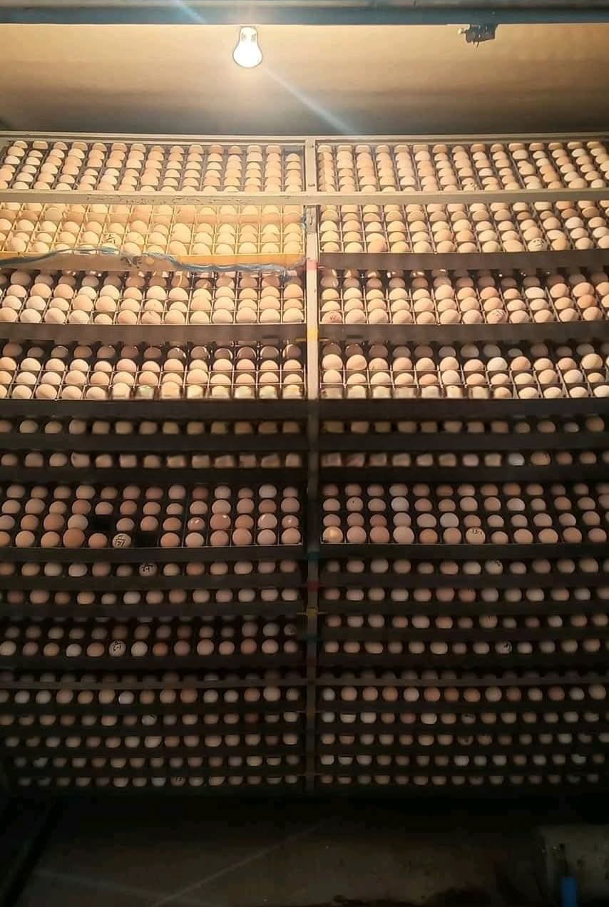 Bondhu Agro & Hatcheries